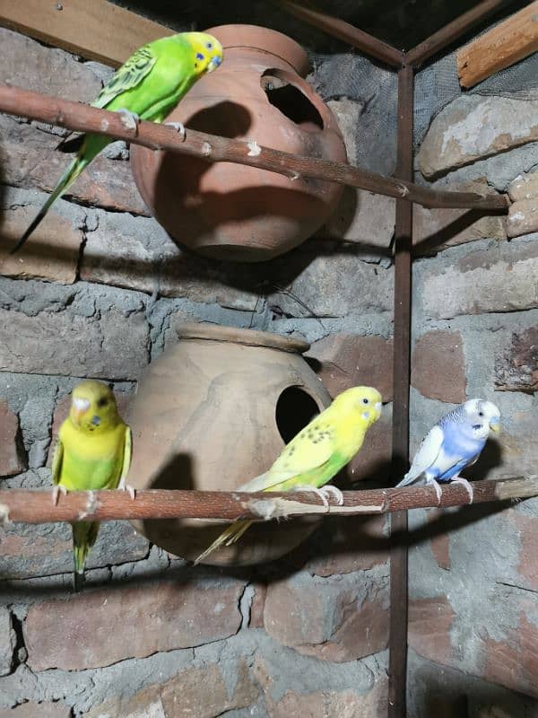 Budgies breeder pairs 1