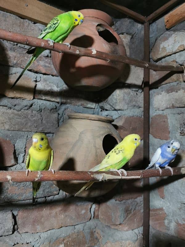 Budgies breeder pairs 2