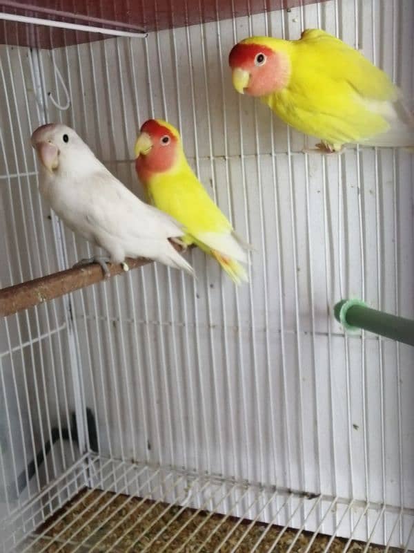 Abilno lutino lovebird fisher pair & female 0