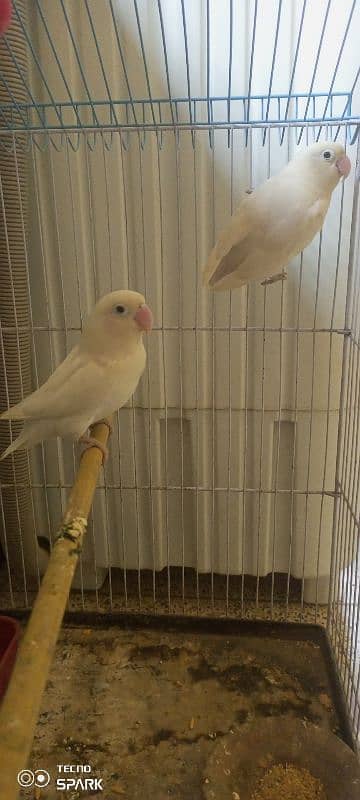 Sale Albino black eye pair 1