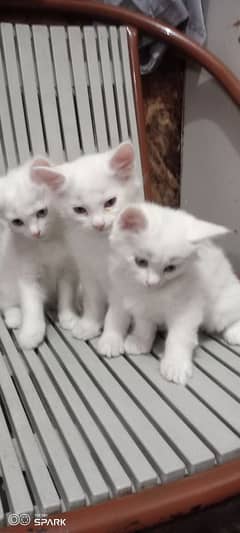 Persian cats kittens for sale