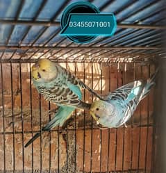 Budgies breeder pairs