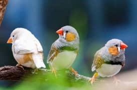 zebra finch for sale