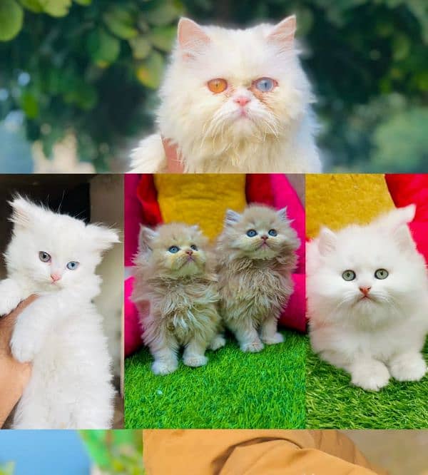 Persian Punch face triple coat cat Kitten 0