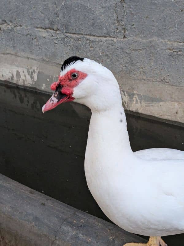 white Muscovy ducks and chiks available for sale 0