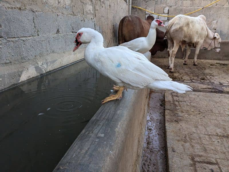 white Muscovy ducks and chiks available for sale 1