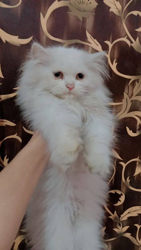 High Quality Persian kittens 2