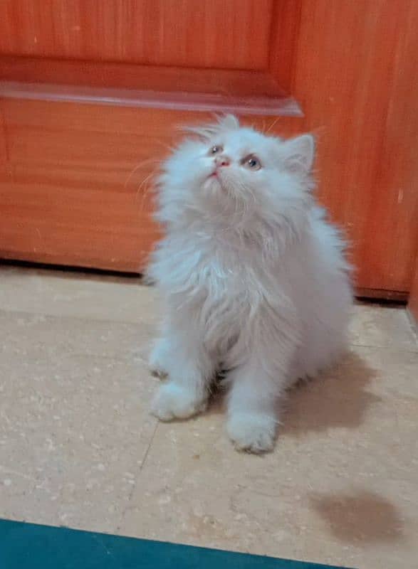 High Quality Persian kittens 4