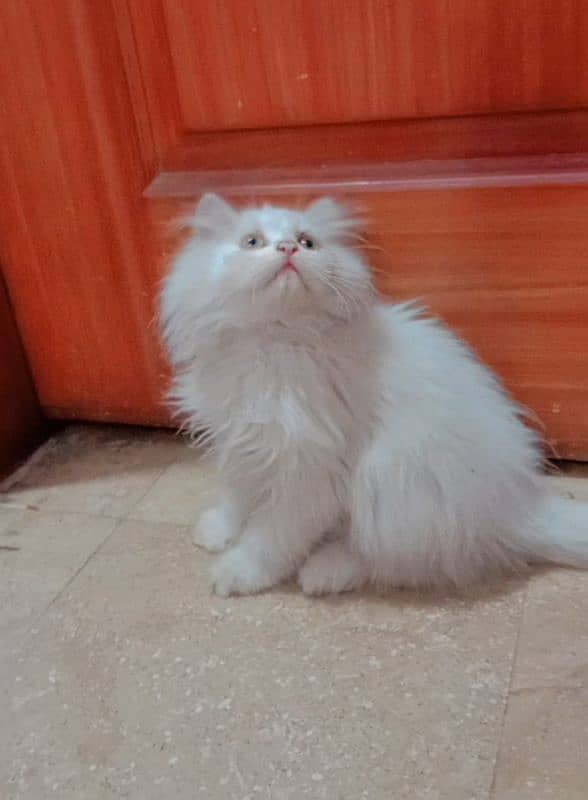 High Quality Persian kittens 5