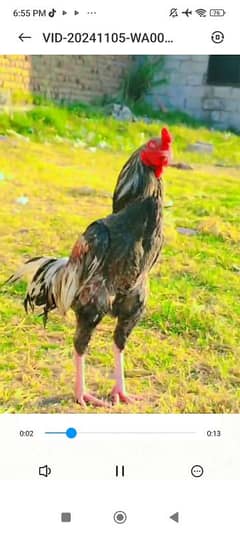 egg laying hens and pure aseel murghe