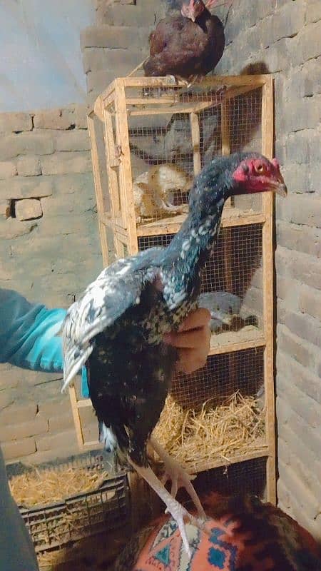 egg laying hens and pure aseel murghe 7