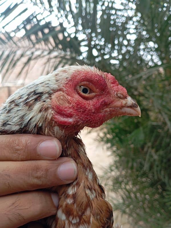 egg laying hens and pure aseel murghe 10