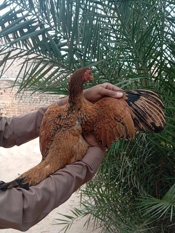 egg laying hens and pure aseel murghe 15