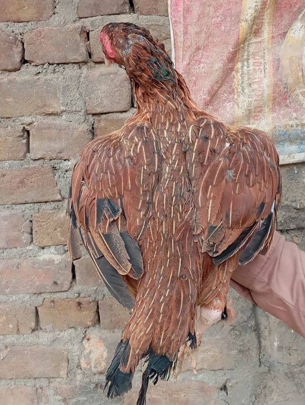 egg laying hens and pure aseel murghe 17