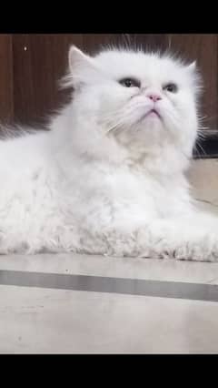 persian male cat for stud