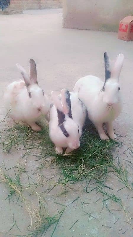 3 rabbits male and female for sale 7 month age 4