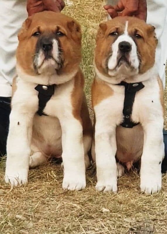 king alabai pair dog Male and female age 2month for 0