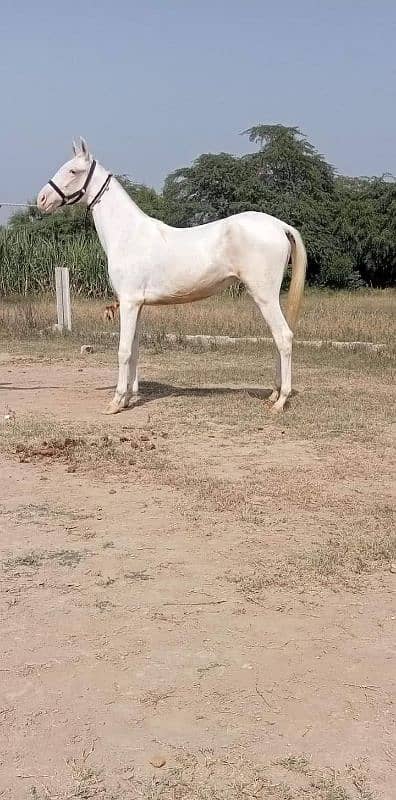 Nukri filly For sale 0