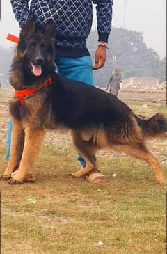 German Shepherd long coated Male full security dog for sale