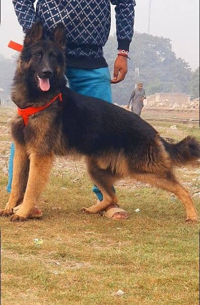 German Shepherd long coated Male full security dog for sale 0