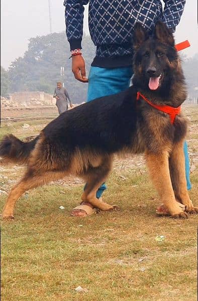 German Shepherd long coated Male full security dog for sale 1