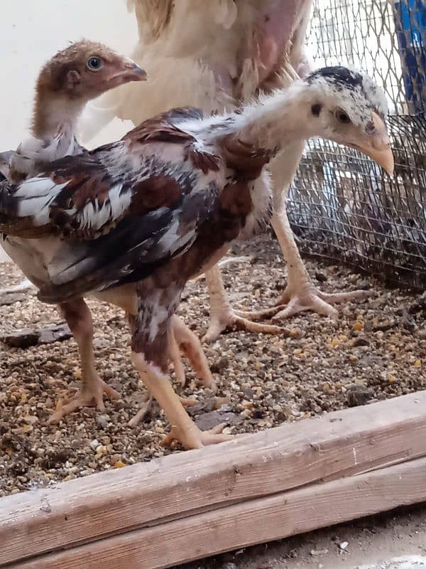 Aseel Galwa Qandhari Chicks Pair 2