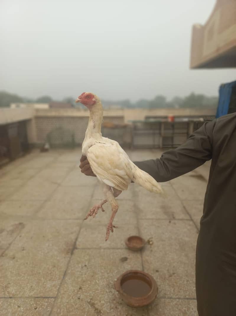 Aseel hens for sale Heera ,shamoo ,thai, for sale 0