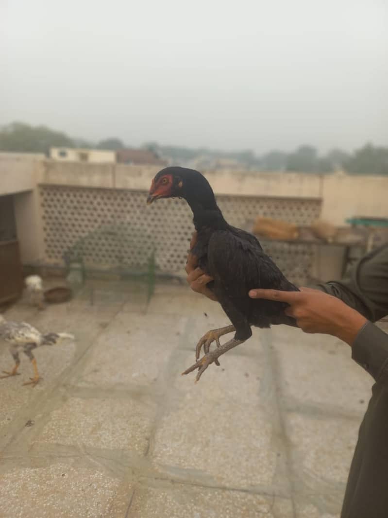 Aseel hens for sale Heera ,shamoo ,thai, for sale 1