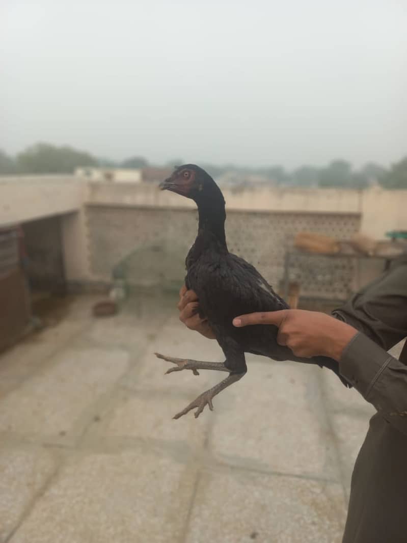 Aseel hens for sale Heera ,shamoo ,thai, for sale 5