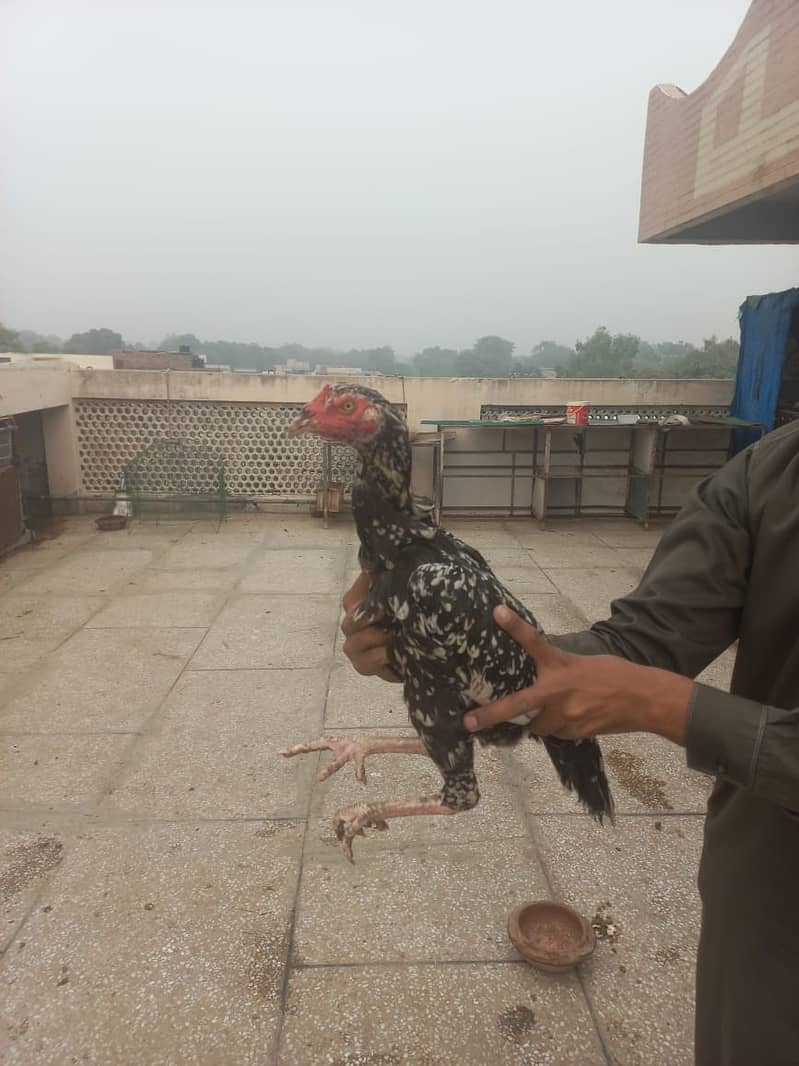 Aseel hens for sale Heera ,shamoo ,thai, for sale 6