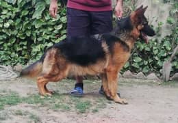 German shepherd Female