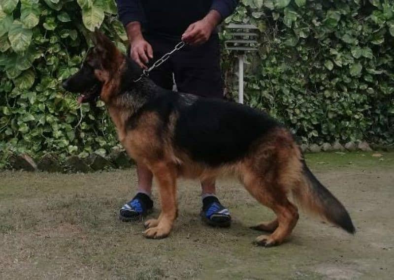 German shepherd Female 1