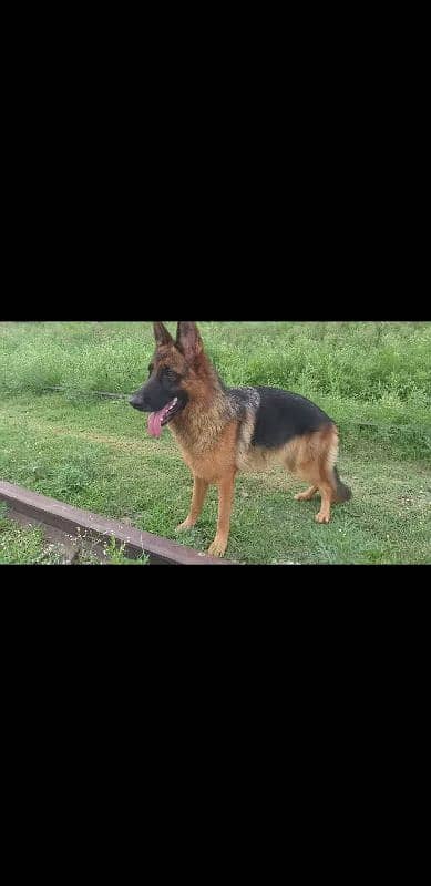 German shepherd Female 2