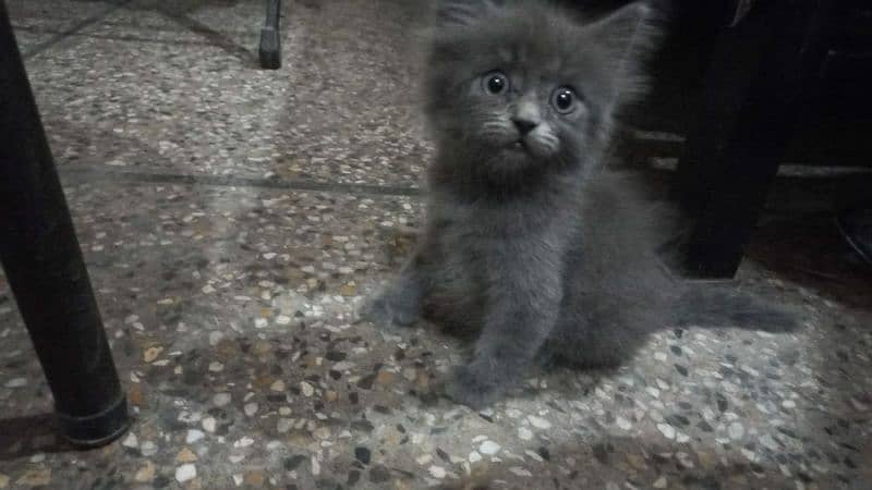 selling grey & white cat  very playful and healthy 0