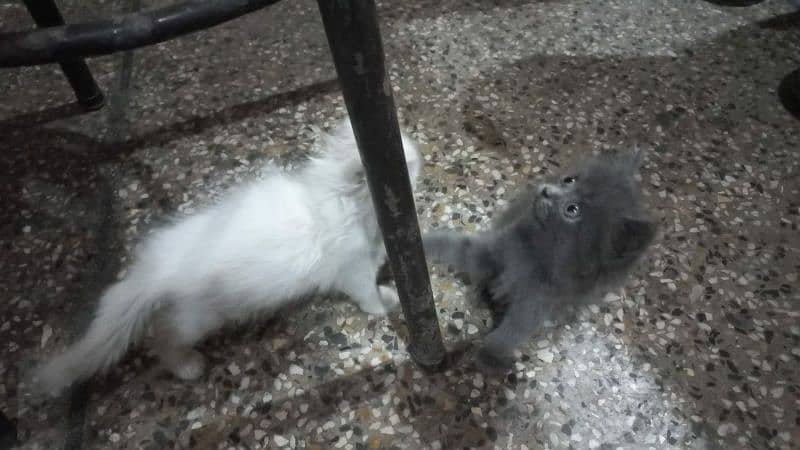 selling grey & white cat  very playful and healthy 2