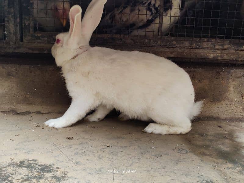 Pure White Red Eyes Rabbit 1