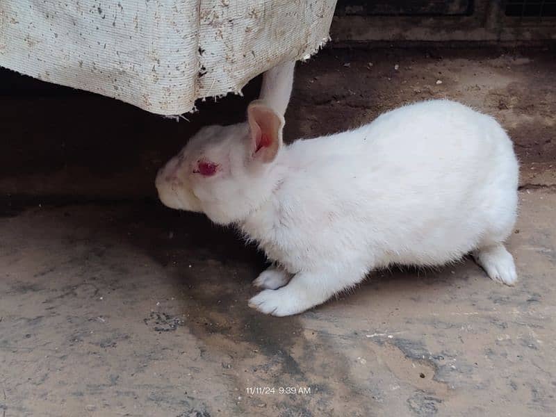 Pure White Red Eyes Rabbit 2