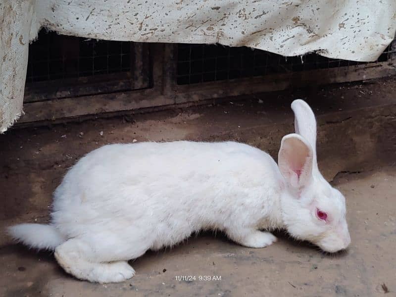 Pure White Red Eyes Rabbit 4