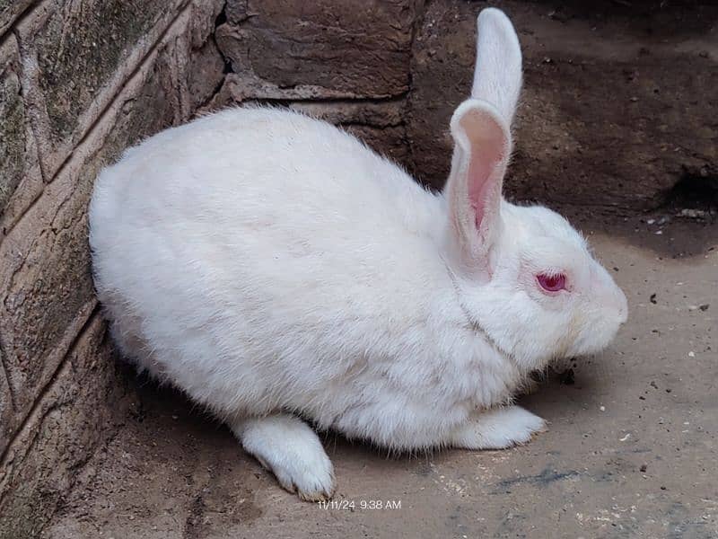 Pure White Red Eyes Rabbit 5