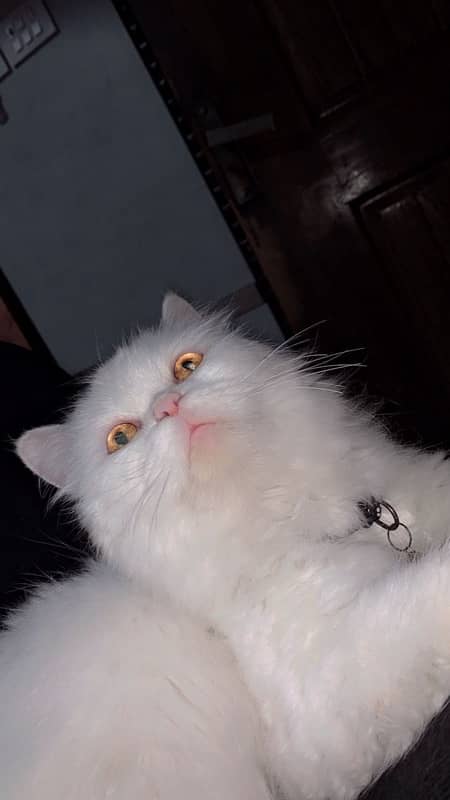 Persian female cate 4.5 year old 2