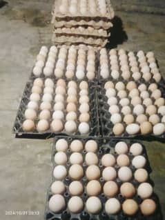 Daily Fresh Desi Eggs