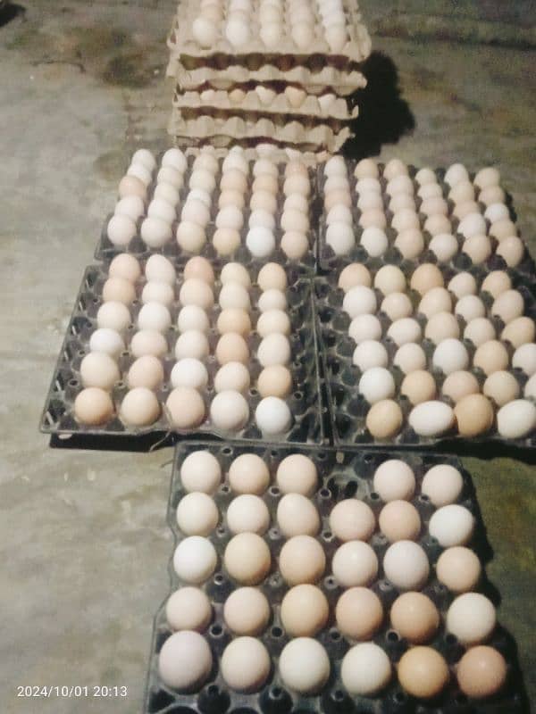 Daily Fresh Desi Eggs 0