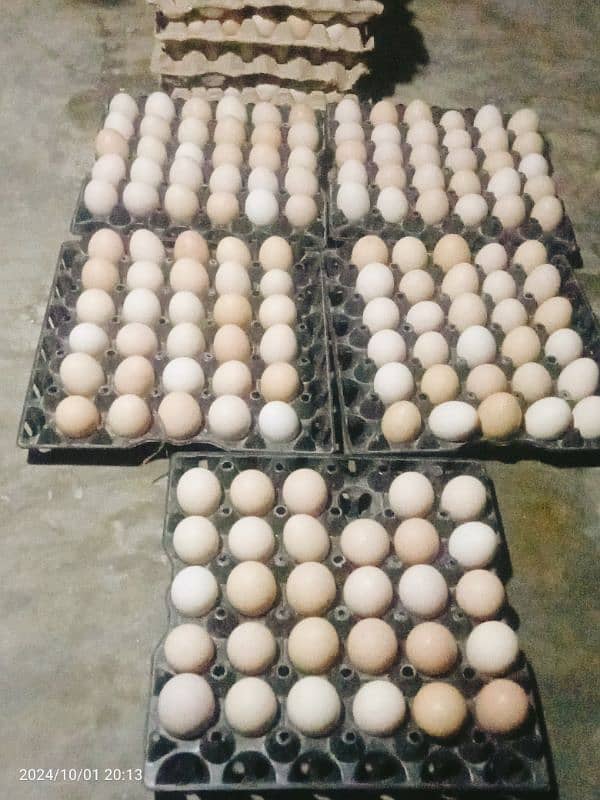 Daily Fresh Desi Eggs 1