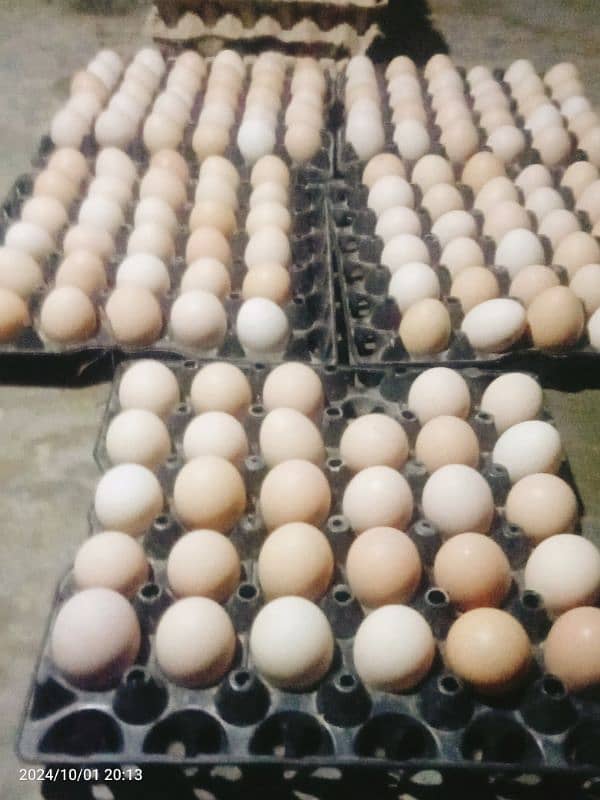 Daily Fresh Desi Eggs 2