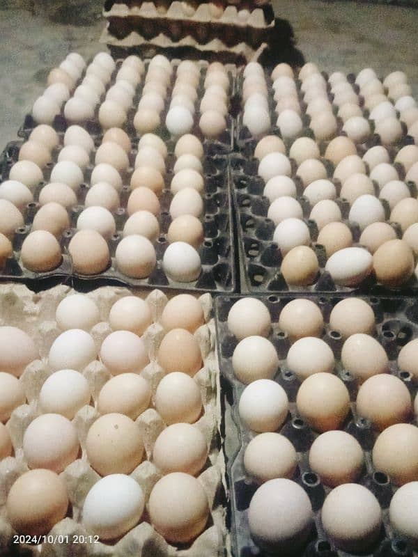 Daily Fresh Desi Eggs 3