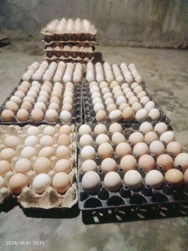 Daily Fresh Desi Eggs 4