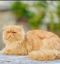 persian pure pikki face cat for stud mating