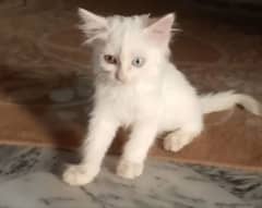 Single Coat Persian Kitten