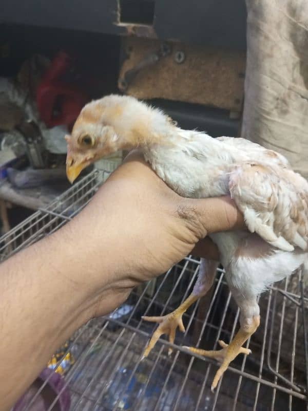 aseel chicks for sale 2