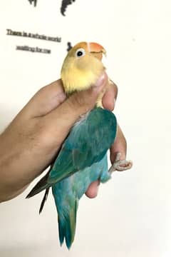 offer parblue Opaline/INO female for sale